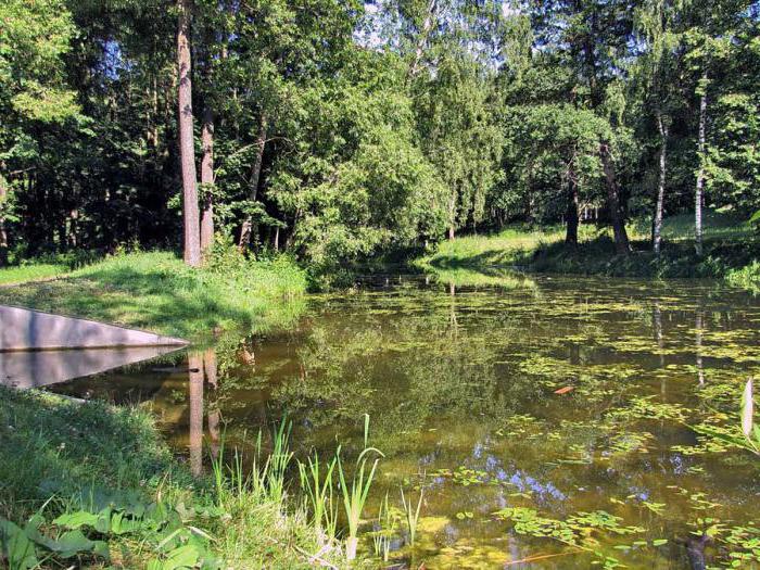 borovica glade petersburg 