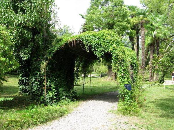 Botanická záhrada Sukhumi: zelené srdce hlavného mesta Abcházska