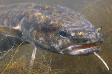 chytať burbot v októbri na Volge 