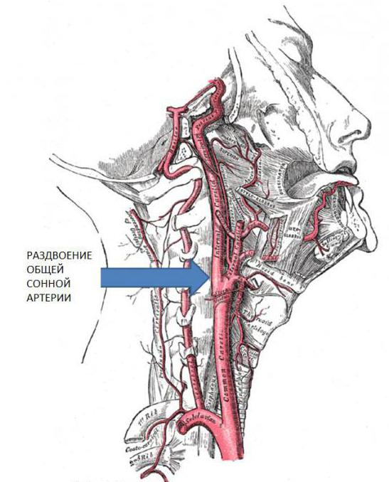 pravá spoločná karotidová artéria