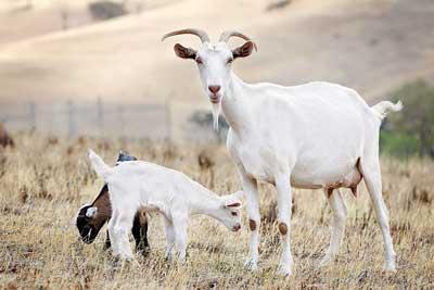 Kozie mlieko s dojčením a jeho priaznivé vlastnosti