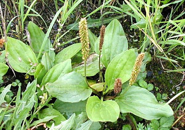 Herbion (plantainový sirup): návod na použitie