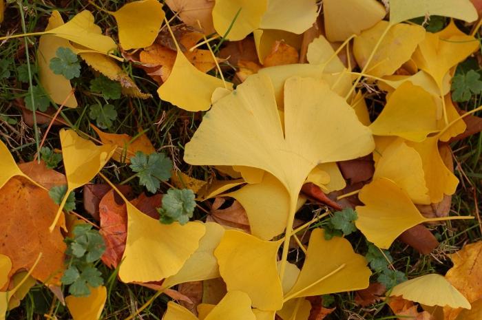 ginkgo biloba