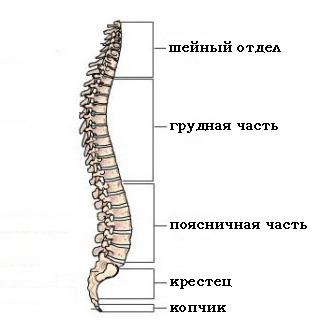 štruktúry ľudskej chrbtice