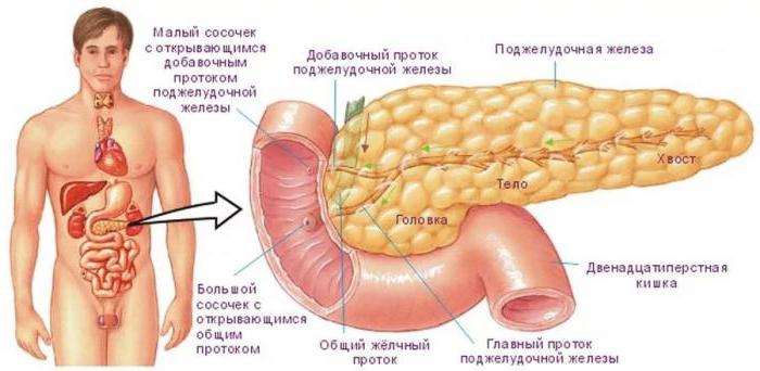 kanály pankreasu sa otvárajú