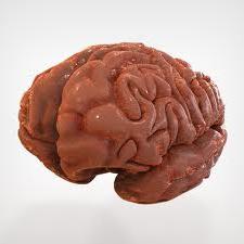Štruktúra ľudského mozgu. Čo je pod lebkou?